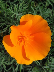 beautiful summer flower, macro photography color photo