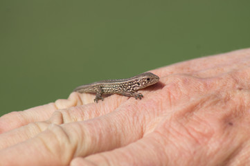 A small gray lizard in the hand of a man.