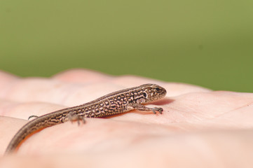 A small gray lizard in the hand of a man.