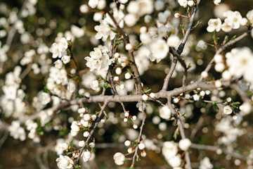 a lot of beautiful, delicate, white flowers blooming cherry plum on a tree branch, in the Botanical garden in the sun, in early spring