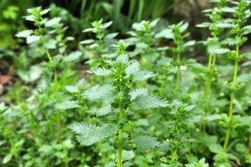 In nature grows stinging nettles (Urtica urens)
