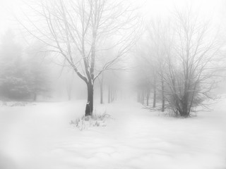 Straight rows of trees shrouded in snow and fog nobody