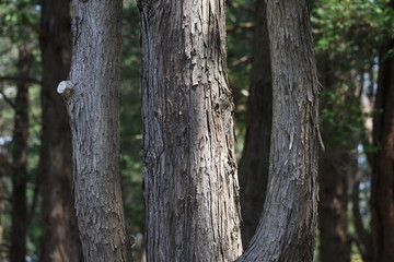 Sawara cypress (Chamaecyparis pisifera) / Evergreen tall coniferous tree of a japanese specialty.