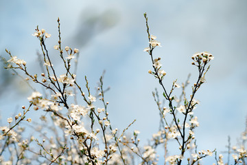 a lot of beautiful, delicate, white flowers blooming cherry plum on a tree branch, in the Botanical garden in the sun, in early spring