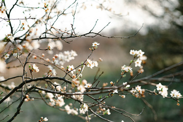 many beautiful, delicate, white flowers of a blooming apricot on a branch, in early spring against a blue sky on a Sunny day