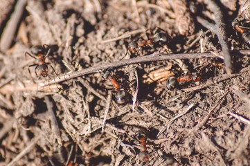 A lot of ants in an anthill, photo.