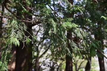 Fototapeta premium Sawara cypress (Chamaecyparis pisifera) / Evergreen tall coniferous tree of a japanese specialty.
