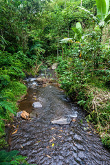 A freshwater stream in the tropical rain forest of Bali, Indonesia