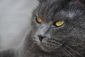  grey cat,king ,pride,serious,major,great,strong,frown