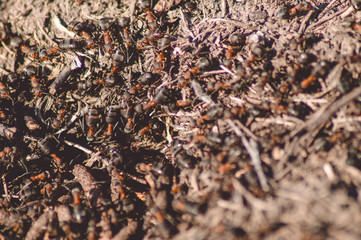 A lot of ants in an anthill, photo.