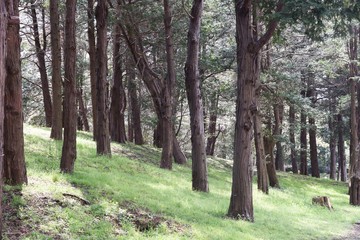 Fototapeta na wymiar Sawara cypress (Chamaecyparis pisifera) / Evergreen tall coniferous tree of a japanese specialty.