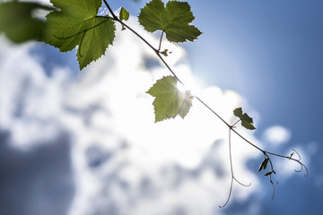 Young sprout of a grape-vine in sunshine against the blue sky and white clouds.