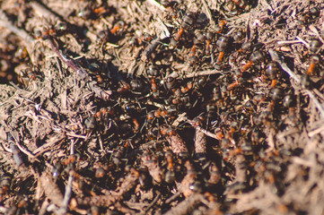 A lot of ants in an anthill, photo.