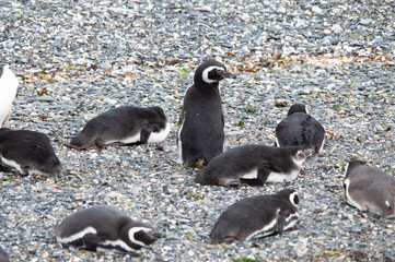 Pingüinos: a la espera del regreso