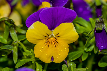Violet and yellow multicolor Pansies outdoor in nature
