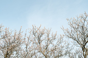 many beautiful, delicate, white flowers of a blooming apricot on a branch, in early spring against a blue sky on a Sunny day