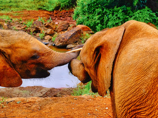 Waisenhaus für Elefantenbabies Baby Elefant in Nairobi Afrika fressen und spielen