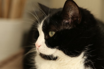 Chat