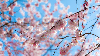 Closeup of cherry tree flower