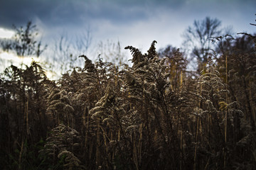 Jesienne krzewy © Paulina