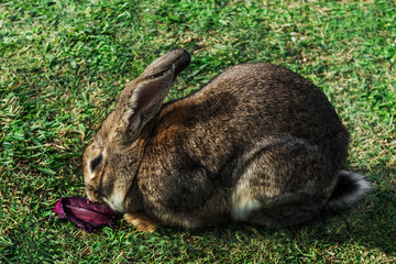 brown rabbit on a green lawn nibbles a piece of red purple cabbage and tightened his ears, close-up of a rabbit. Card with easter real rabbit