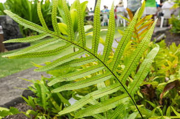 Fototapeta premium ボタニカル 葉