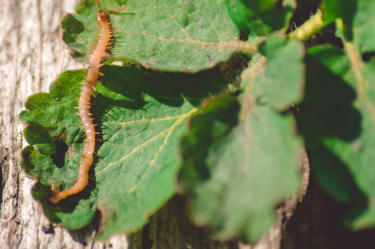 Larva of a pest beetle on a green leaf.