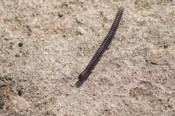 Black larva of a pest beetle.