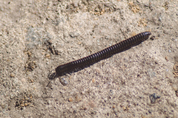 Black larva of a pest beetle.