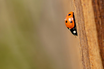 seven dot ladybug on wood