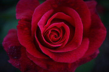 Beautiful flower close up view on dark background