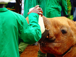 Waisenhaus f&uuml;r Elefantenbabies Baby Elefant in Nairobi Afrika fressen und spielen