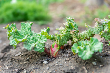 芽吹いたルバーブ