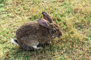 brown rabbit tightened his ears on a sunny lawn , close-up of a rabbit