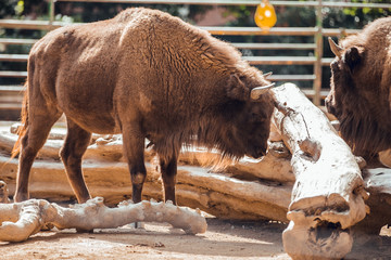 European bison in animal recovery center. © Aitor