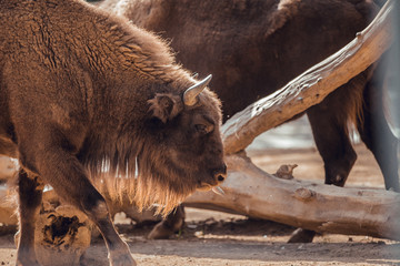 Portrait of Group of European bison in animal recovery center © Aitor