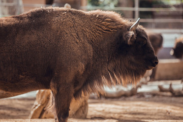 European bison in animal recovery center © Aitor