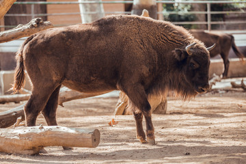 Big European bison in animal recovery center © Aitor