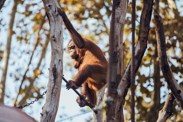 Female of orangutan climbing tree