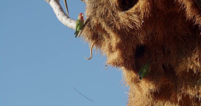 Small parrots are flying around the nest in the quiver tree, wildlife of Namibia