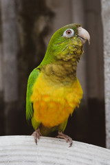 yellow and green parrot