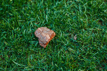 a piece of pine bark on a green lawn
