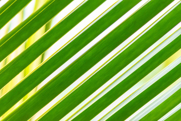 Green palm tree leaf background