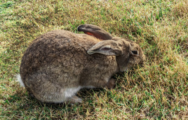 brown rabbit tightened his ears on a sunny lawn , close-up of a rabbit