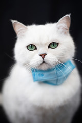 Fototapeta premium British cat in medical mask COVID-19