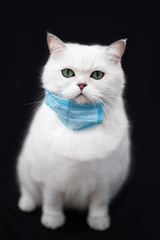 British cat in medical mask COVID-19