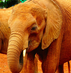 Naklejka na ściany i meble Waisenhaus für Elefantenbabies Baby Elefant in Nairobi Afrika fressen und spielen