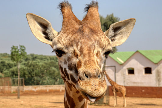 Funny face of a giraffe