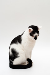 Kot na białym tle - obrazy, fototapety, plakaty