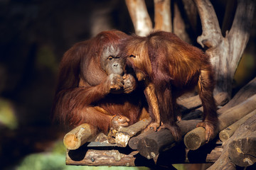Naklejka premium Orangutan couple eating together at Primate Conservation Center